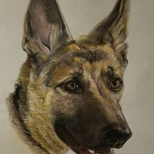 Sascha, German Shepherd