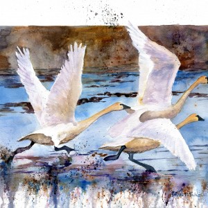 Tundra Swans by Brian Payne